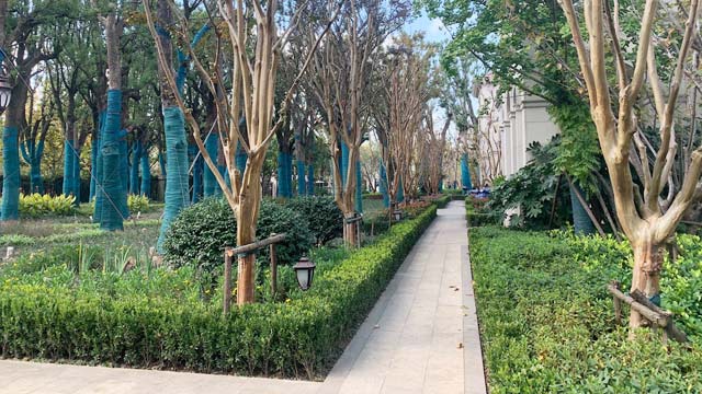 绿城玫瑰园